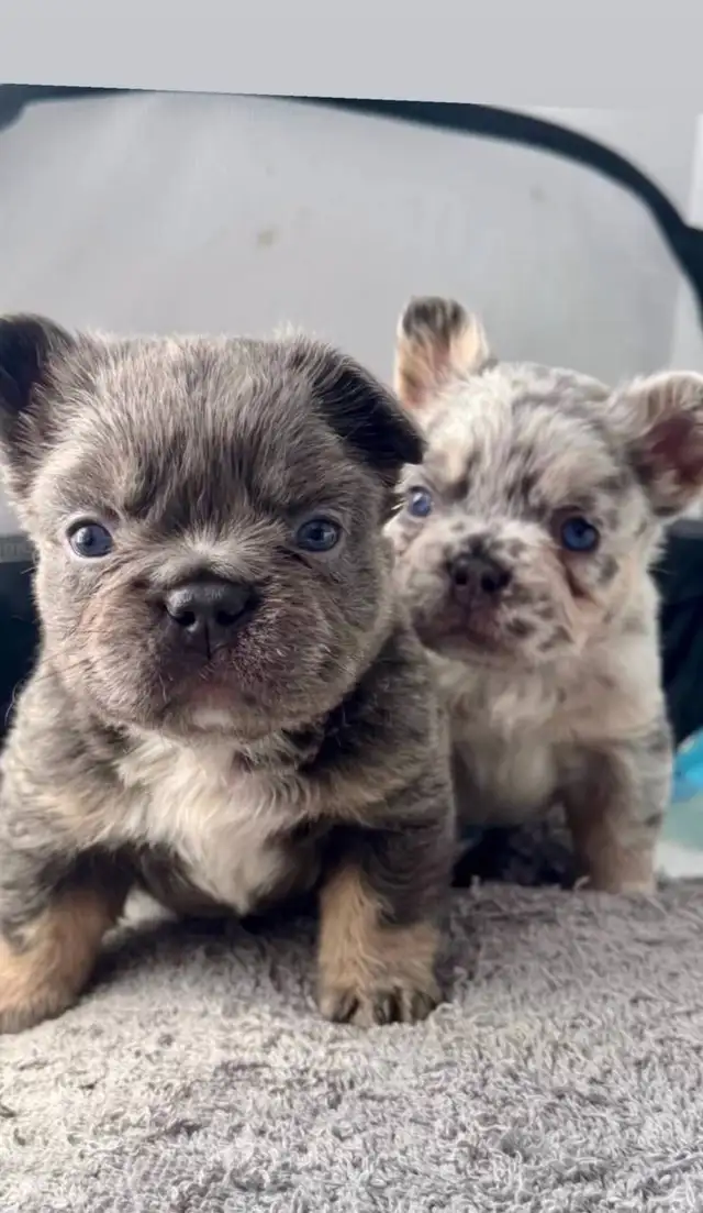 Frenchie Puppies For Sale in Dogs & Puppies for Rehoming in City of Toronto - Image 4