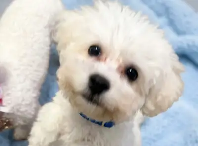 CKC Purebred Bichon (last male), View more