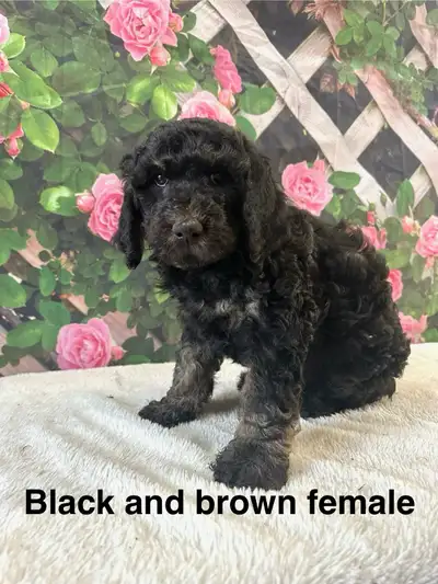 ⭐️ SALE⭐️ LAST 2 LARGE STANDARD POODLES  HYPOALLERGENIC, View more