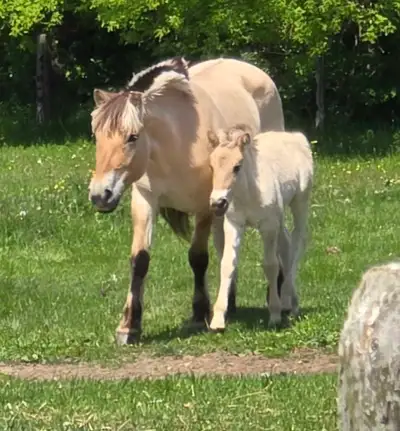 Registered Norwegian Fjord Colt , View more