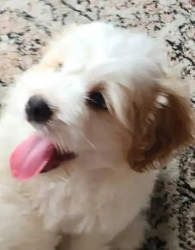 puppy , View more