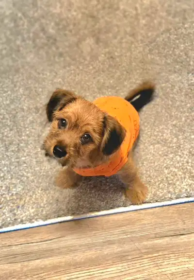 1 MALE PUPPY – Yorkie x Shih Tzu!, View more