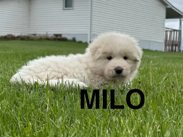 Great Pyrenees/Alaskan Malamute Puppies in Dogs & Puppies for Rehoming in Portage la Prairie - Image 3