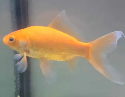 comet goldfish, View more