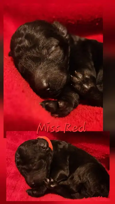 STANDARD POODLE PUPPIES CKC REGISTERED, View more