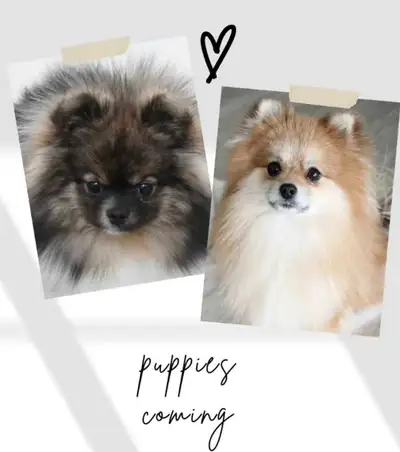 Pomeranian puppies, View more