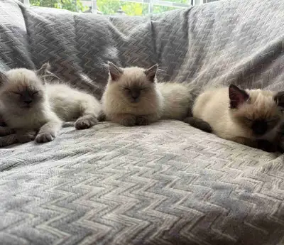 READY FOR FOREVER HOMES! Blue point female - (2nd photo) Blue point female - ( 3rd photo) Seal point...
