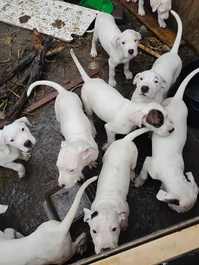 Purebred Dogo Argentino Puppies for sale, View more