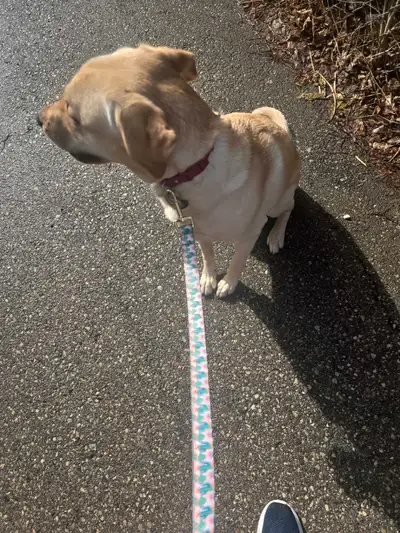 Hello, I'm looking for part time work on weekends and evenings walking dogs in waterloo. I have a la...