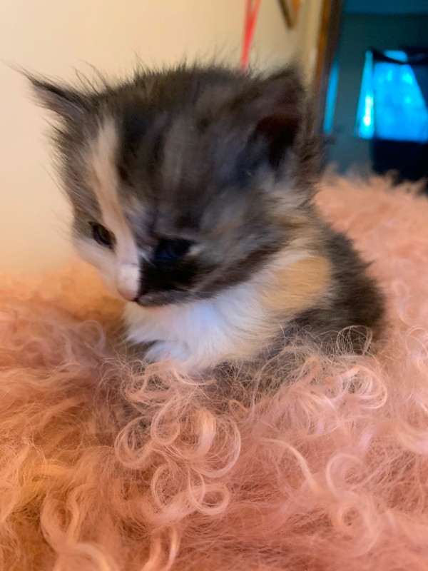 Himalayan Persian Ragdoll cross kittens Cats & Kittens for Rehoming Delta/Surrey/Langley