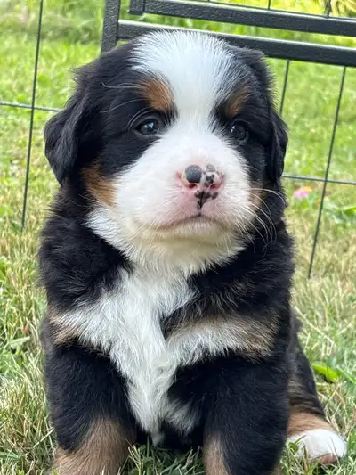 Bernese Mountain Dog Puppies, View more