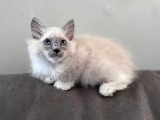 Siberian x Ragdoll kittens