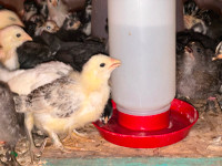 Farm raised Chicks and Chickens