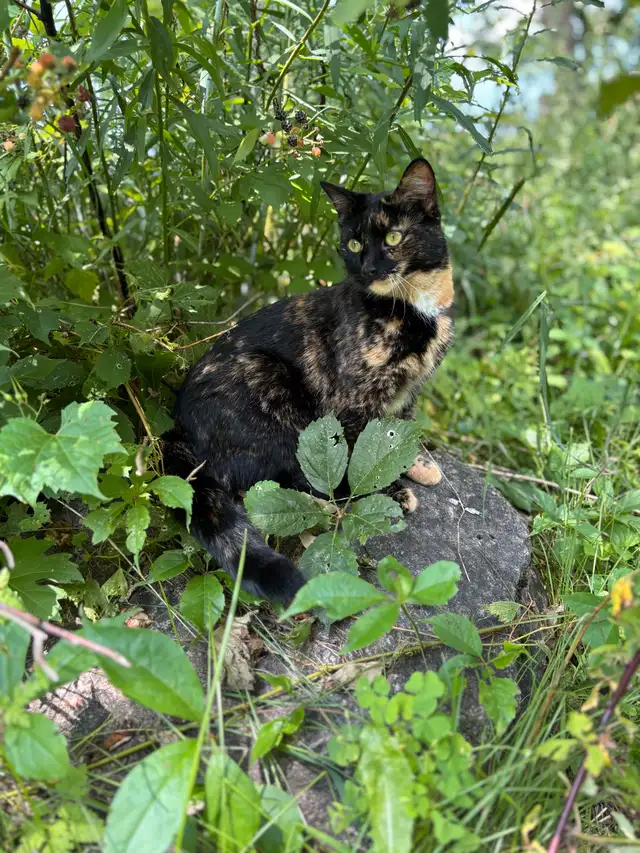 Have you seen our cat?63849001967105120