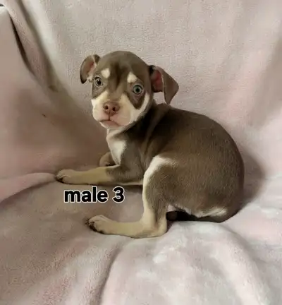 Please call or text only. 519 488 3164 Beautiful CHUG puppies born April 1, 2025 Our Chihuahua x PUG...