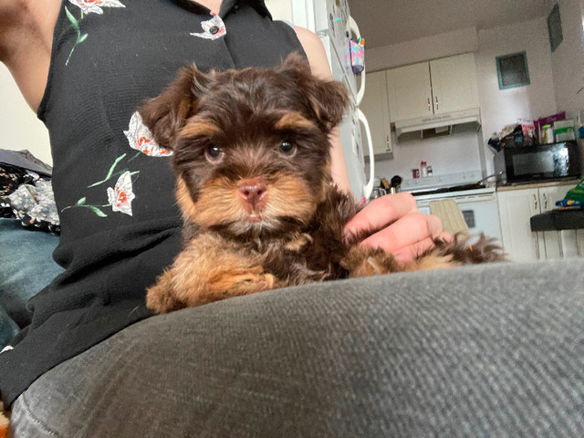 Yorkie /Havanese babies in Dogs & Puppies for Rehoming in Ottawa - Image 3