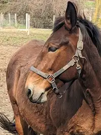 friendly mule