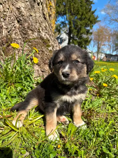 Aussie Lab X Puppies Ready for Loving Homes, View more