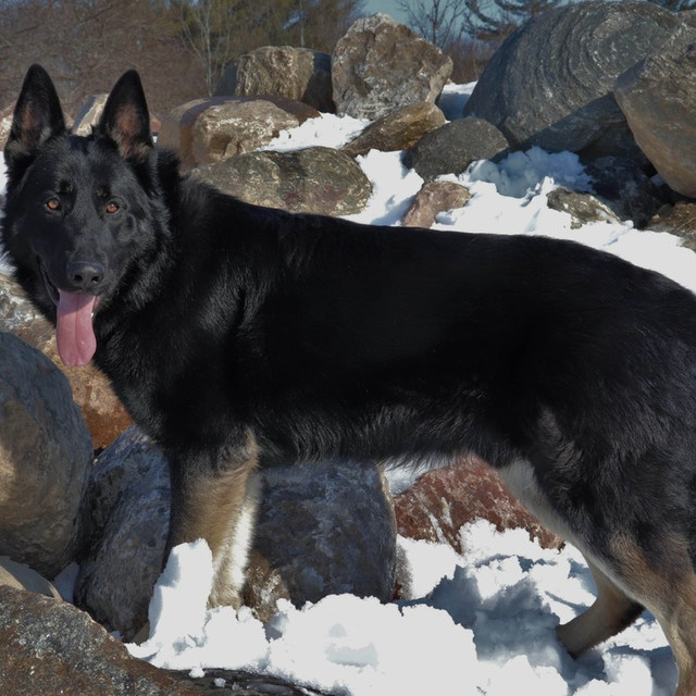 Champion Line East-European Shepherds (VEO) in Dogs & Puppies for Rehoming in Oakville / Halton Region - Image 3