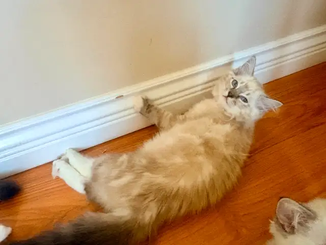 TICA Registered Ragdolls Available for Visiting in Cats & Kittens for Rehoming in Burnaby/New Westminster - Image 5