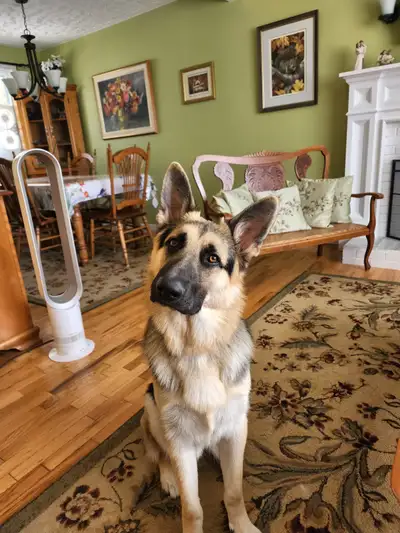 Male German Shepherd Dog, View more