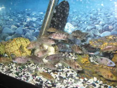 Baby - Peacock Cichlid Fish, View more