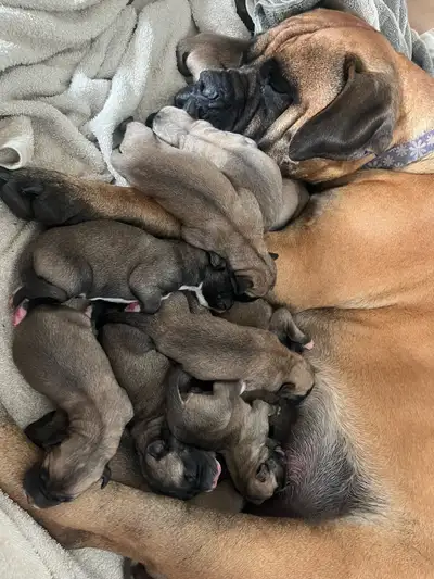 Maspyr Puppies , View more