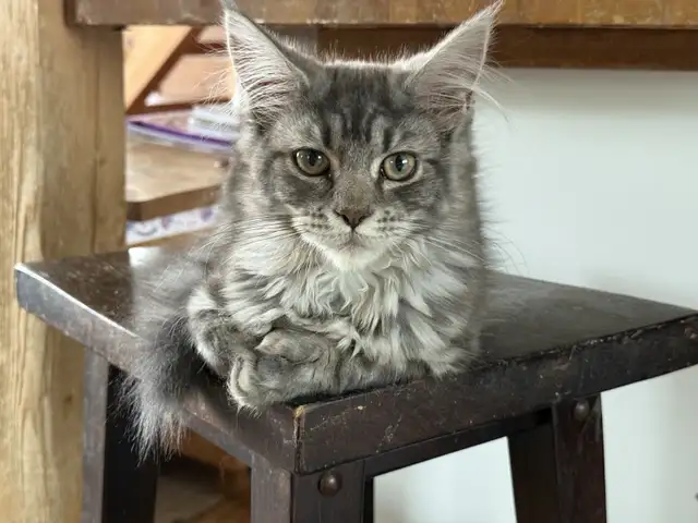 Maine Coon