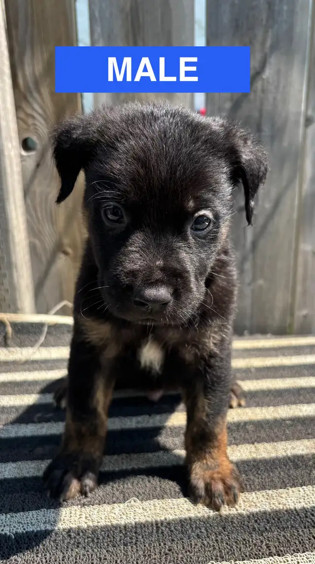 Adorable Puppies in Dogs & Puppies for Rehoming in Winnipeg - Image 5