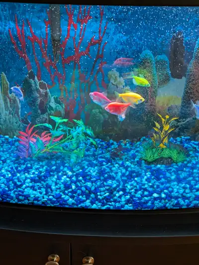 Aquarium avec poisson tétra glo, View more