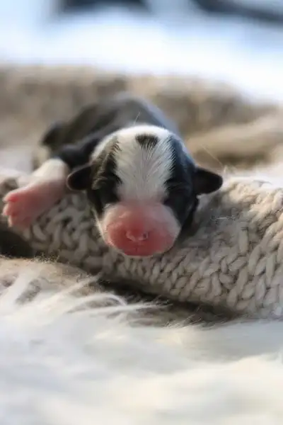 Canadian Kennel Club Pembroke Welsh Corgi puppies , View more