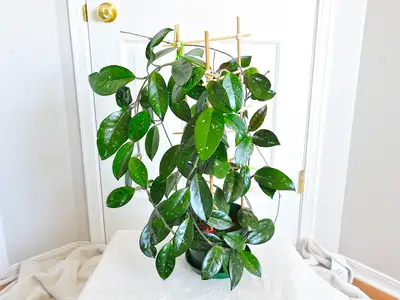 Healthy Hoya Carnosa Plant on Wood & Bamboo Trellis, View more