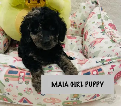 Cavapoo pups! 2 GIRLS LEFT 705-413-0154, View more