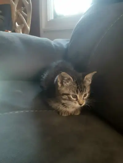 8 week old kitten, View more