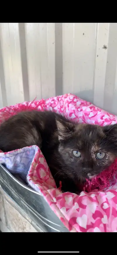 kittens for sale, View more