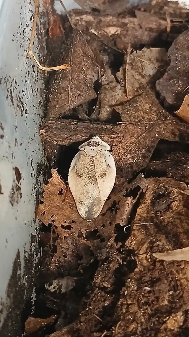 R oaches for sale (multiple species) feeders and pets in Reptiles & Amphibians for Rehoming in North Bay - Image 5