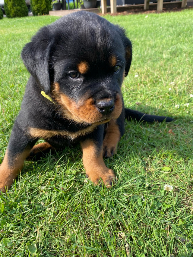 chiots rottweiler dans Chiens et chiots à adopter  à Granby - Image 3