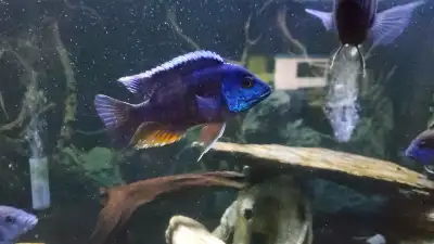 Blue Peacock Cichlid, View more