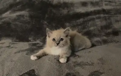 Gorgeous purebred Ragdoll kittens rehoming, View more