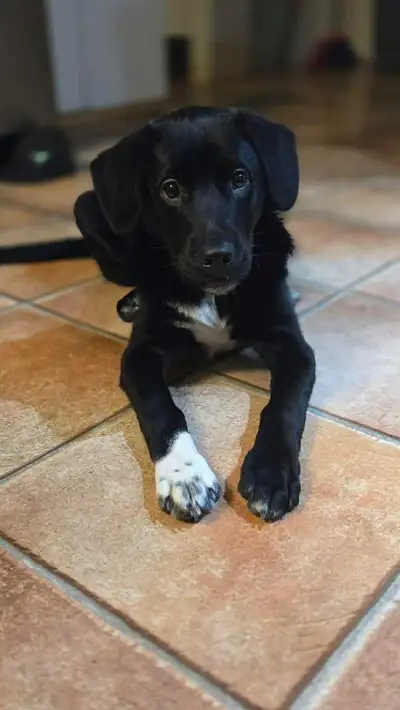Lily est née en juin 2025 Femelle Labrador mixte berger Elle est très gentille, intelligente, veut a...