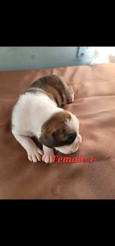 Boxer puppies., View more
