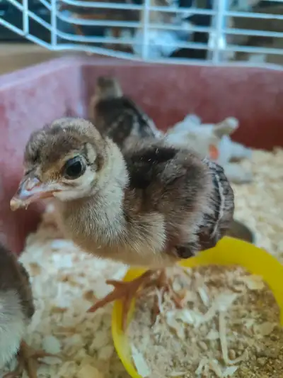 Peachicks , View more