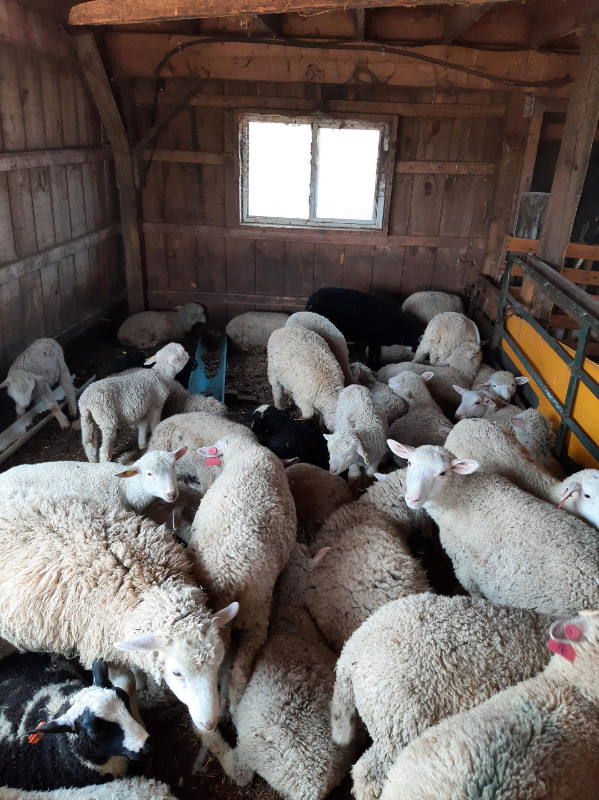 Lambs for sale | Livestock | Kitchener / Waterloo | Kijiji