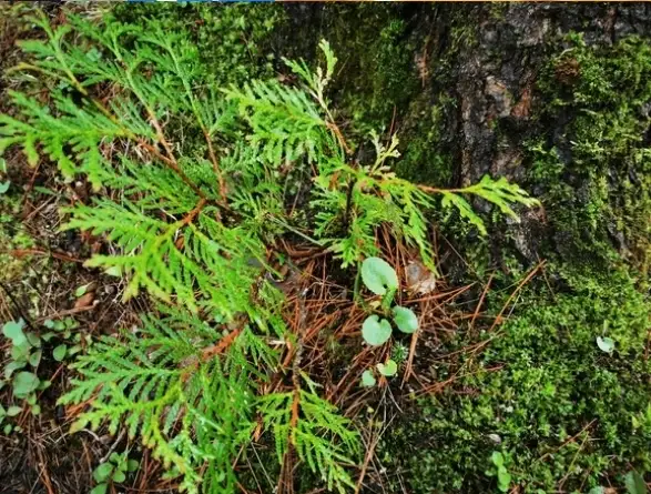 Cedar Trees $5 each432473290656993281