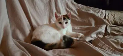 Adorable chatte Calico de 8 mois à la recherche d'une famille, View more
