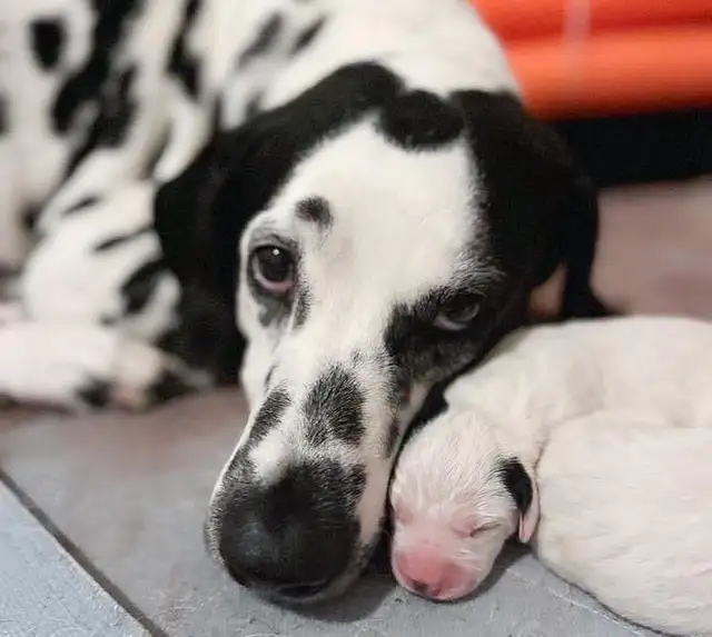 Dalmatien chiots / Dalmatian puppies in Dogs & Puppies for Rehoming in Ottawa - Image 8