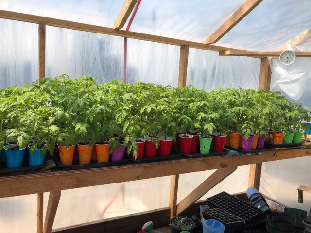 Tomato Plants for sale in Plants, Fertilizer & Soil in Windsor Region