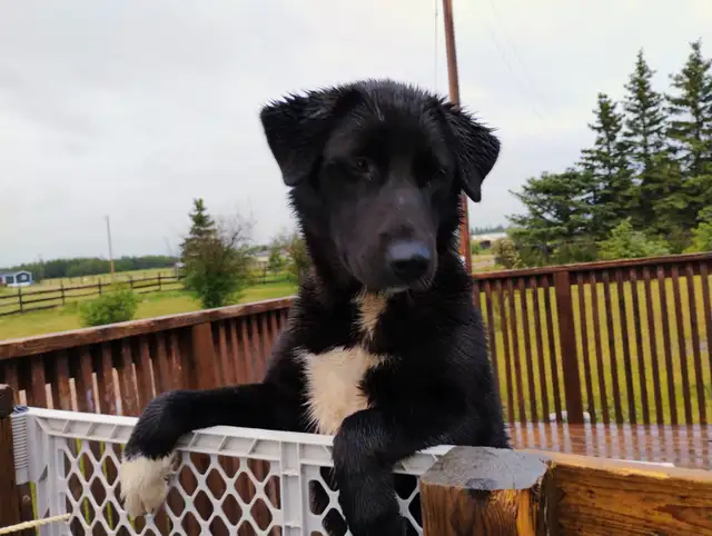 Akita st. Bernard mix puppy in Dogs & Puppies for Rehoming in Edmonton - Image 5