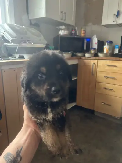 Puppies for sale they were born on may 4 they will be ready to go this weekend $500 without shots an...