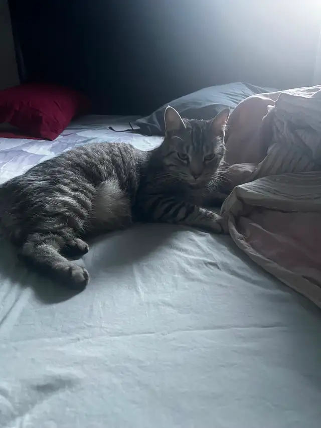 Cat for rehoming in Cats & Kittens for Rehoming in City of Toronto - Image 4